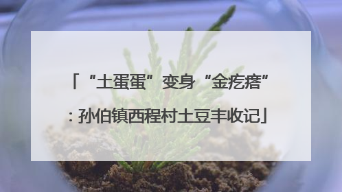 “土蛋蛋”变身“金疙瘩”：孙伯镇西程村土豆丰收记