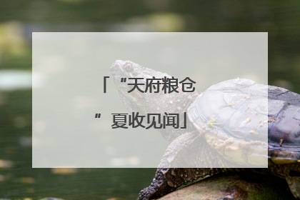 “天府粮仓”夏收见闻
