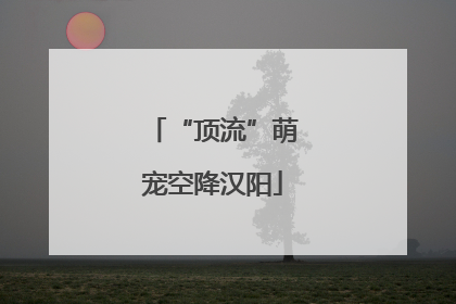“顶流”萌宠空降汉阳