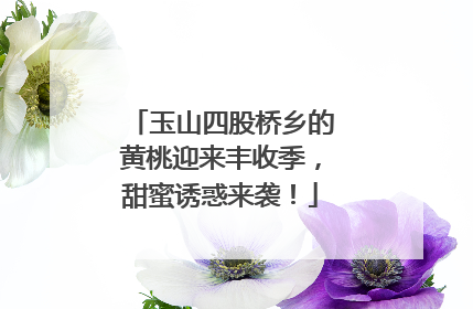 玉山四股桥乡的黄桃迎来丰收季，甜蜜诱惑来袭！