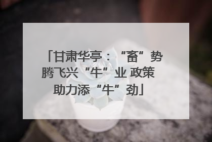 甘肃华亭：“畜”势腾飞兴“牛”业 政策助力添“牛”劲