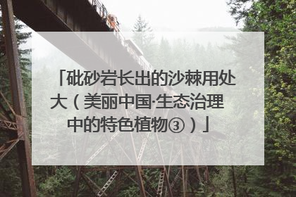 砒砂岩长出的沙棘用处大（美丽中国·生态治理中的特色植物③）