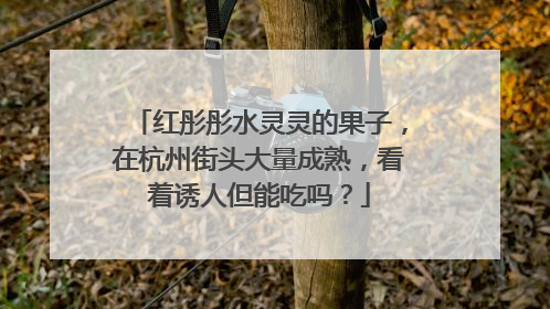 红彤彤水灵灵的果子，在杭州街头大量成熟，看着诱人但能吃吗？