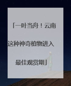 一叶当舟！云南这种神奇植物进入最佳观赏期