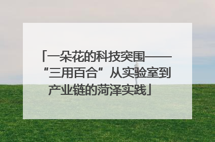 一朵花的科技突围——“三用百合”从实验室到产业链的菏泽实践