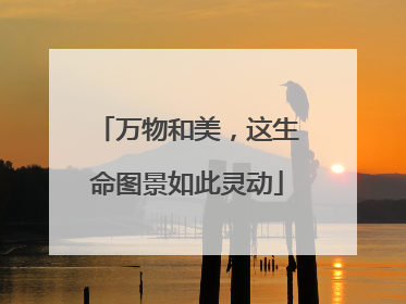 万物和美，这生命图景如此灵动
