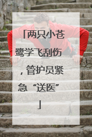 两只小苍鹭学飞刮伤，管护员紧急“送医”