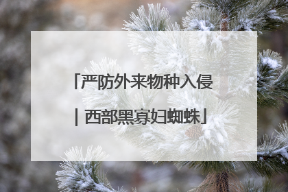 严防外来物种入侵｜西部黑寡妇蜘蛛