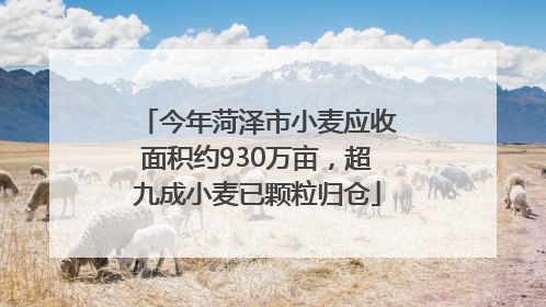今年菏泽市小麦应收面积约930万亩，超九成小麦已颗粒归仓