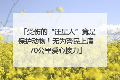 受伤的“汪星人”竟是保护动物！无为警民上演70公里爱心接力