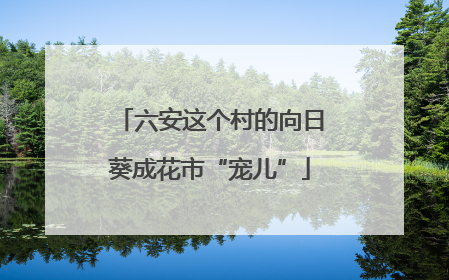 六安这个村的向日葵成花市“宠儿”