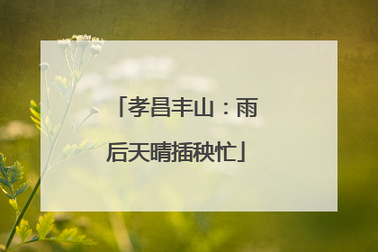 孝昌丰山：雨后天晴插秧忙