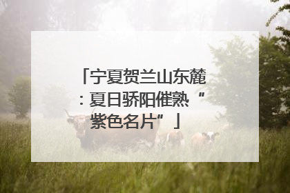 宁夏贺兰山东麓：夏日骄阳催熟“紫色名片”