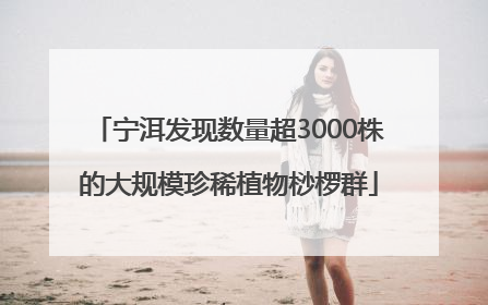 宁洱发现数量超3000株的大规模珍稀植物桫椤群