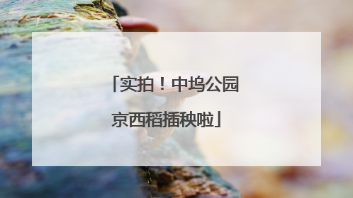 实拍！中坞公园京西稻插秧啦