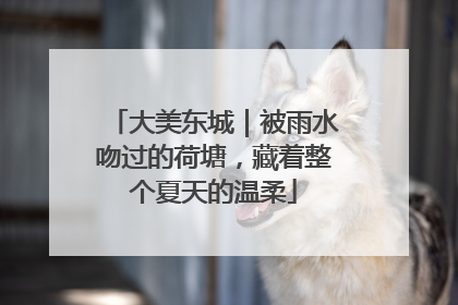 大美东城｜被雨水吻过的荷塘，藏着整个夏天的温柔