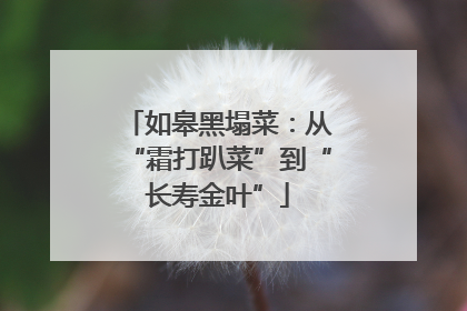 如皋黑塌菜：从“霜打趴菜”到“长寿金叶”