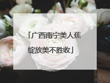 广西南宁美人蕉绽放美不胜收