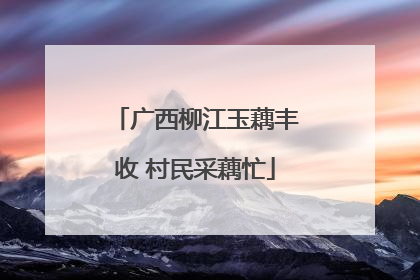 广西柳江玉藕丰收 村民采藕忙