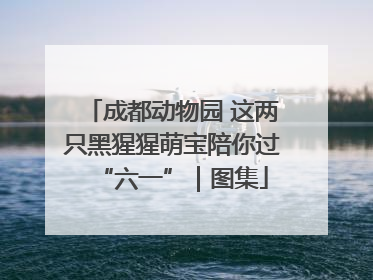 成都动物园 这两只黑猩猩萌宝陪你过“六一”｜图集