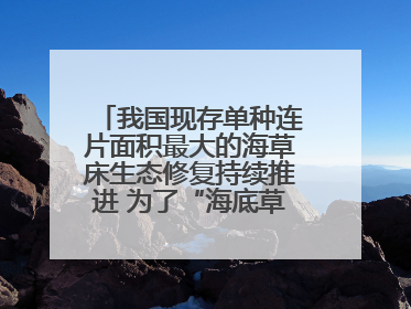 我国现存单种连片面积最大的海草床生态修复持续推进 为了“海底草原”更繁茂