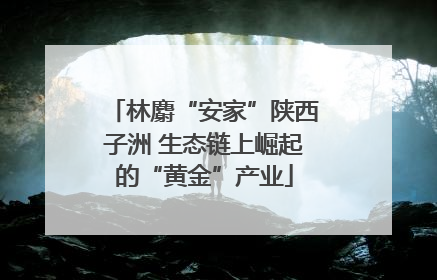 林麝“安家”陕西子洲 生态链上崛起的“黄金”产业