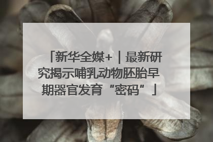 新华全媒+｜最新研究揭示哺乳动物胚胎早期器官发育“密码”
