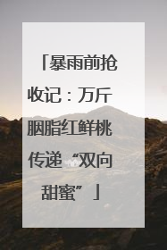 暴雨前抢收记：万斤胭脂红鲜桃传递“双向甜蜜”