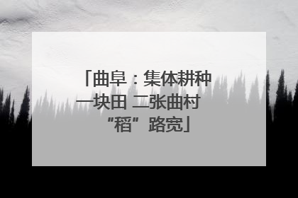 曲阜：集体耕种一块田 二张曲村“稻”路宽