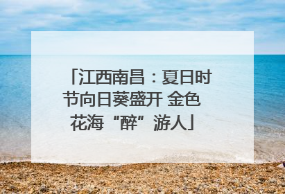 江西南昌：夏日时节向日葵盛开 金色花海“醉”游人