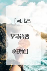 河北昌黎马铃薯收获忙