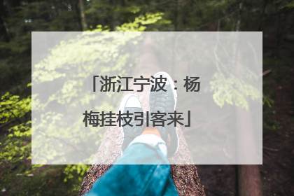 浙江宁波：杨梅挂枝引客来