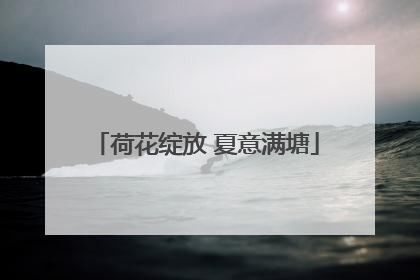 荷花绽放 夏意满塘