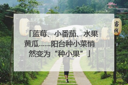 蓝莓、小番茄、水果黄瓜……阳台种小菜悄然变为“种小果”