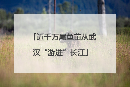 近千万尾鱼苗从武汉“游进”长江