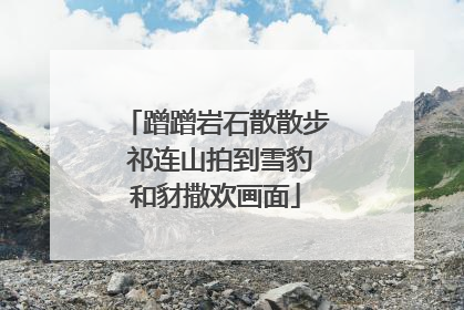 蹭蹭岩石散散步 祁连山拍到雪豹和豺撒欢画面