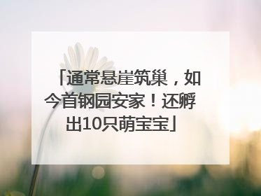 通常悬崖筑巢，如今首钢园安家！还孵出10只萌宝宝