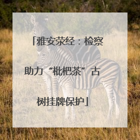 雅安荥经：检察助力“枇杷茶”古树挂牌保护