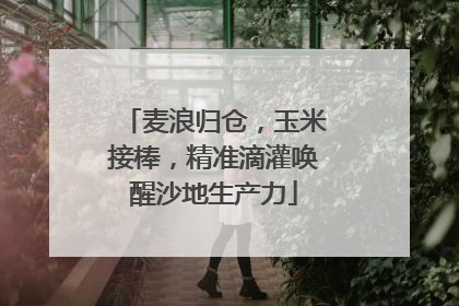 麦浪归仓，玉米接棒，精准滴灌唤醒沙地生产力