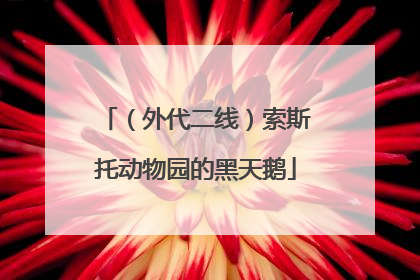 （外代二线）索斯托动物园的黑天鹅