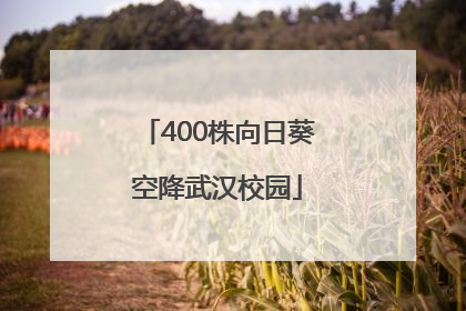 400株向日葵空降武汉校园
