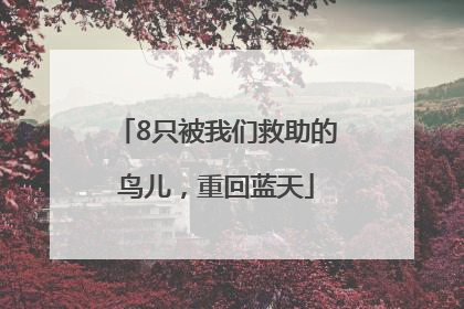 8只被我们救助的鸟儿，重回蓝天